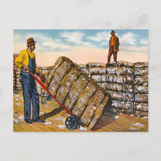 Cotton Bales in the Deep South 1920s Postcard (Front)
