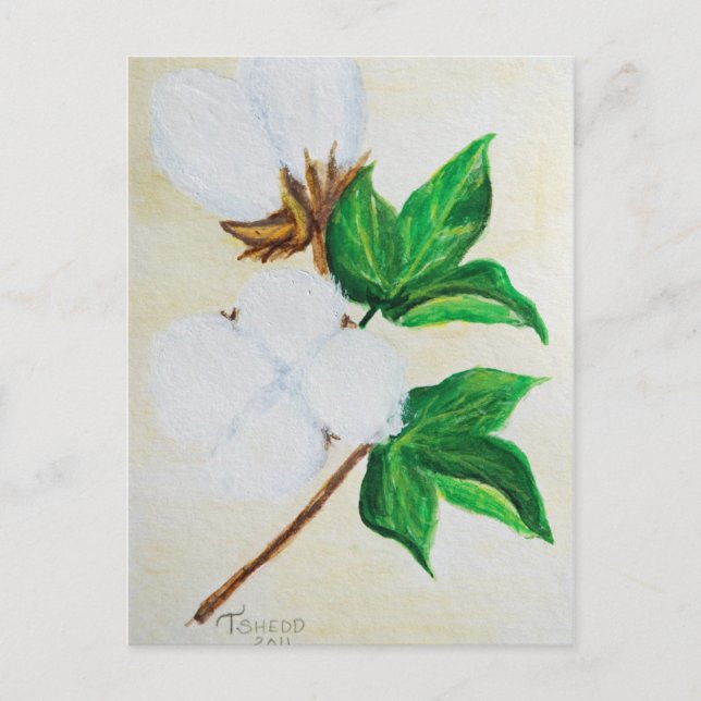 cotton boll botanical postcard (Front)