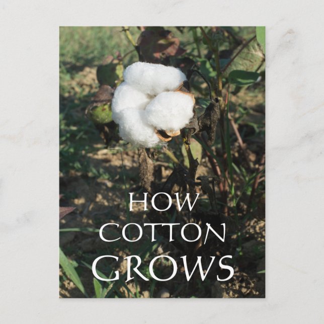 Cotton bud postcard (Front)