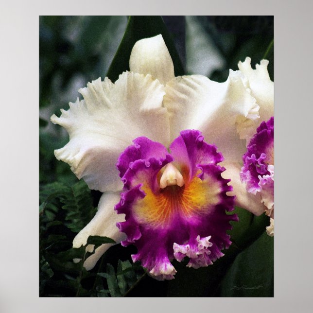 Cotton Candy Orchid V Print -20x24 -or smaller (Front)