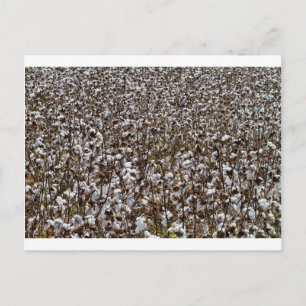 Cotton Crops Field Postcard