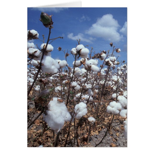 Cotton Field (Front)