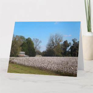 Cotton Field in Georgia with Shed Card