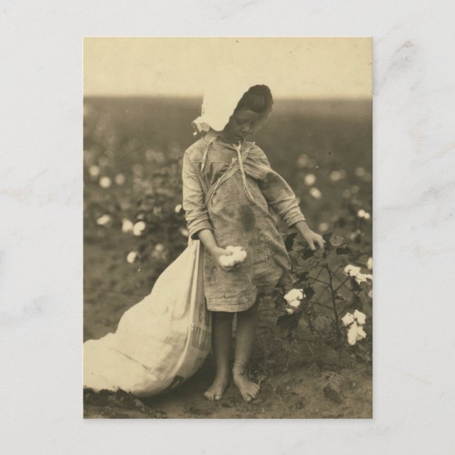 Cotton Field Postcard (Front)