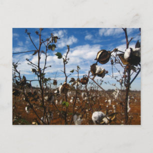cotton field postcard