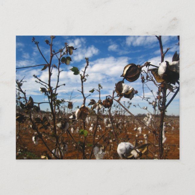 cotton field postcard (Front)