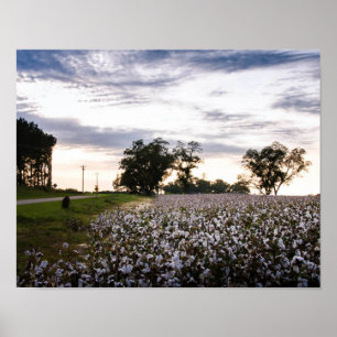 Cotton Field Poster