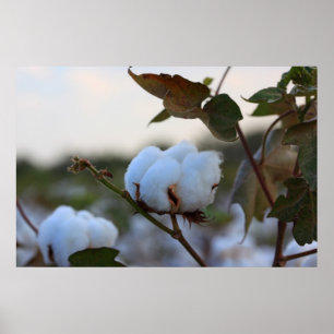 Cotton Field Poster
