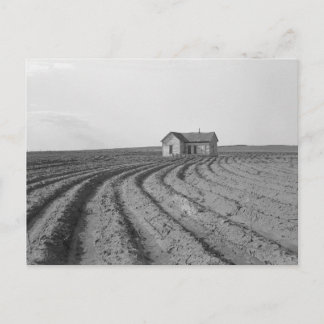 Cotton Fields, 1938 Postcard
