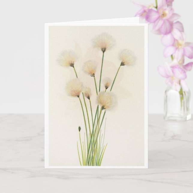 Cotton flowers card (Orchid)