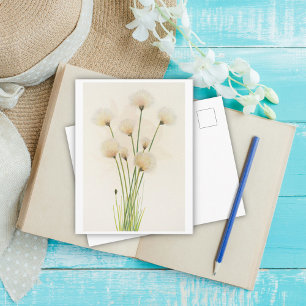 Cotton flowers  postcard