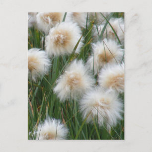 Cotton Grass (Eriophorum russeolum) Postcard