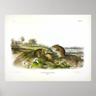Cotton Rat (Hispid Cotton Rat) by Audubon Poster
