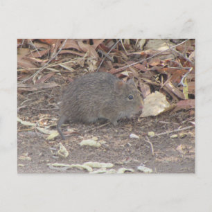 Cotton Rat Postcard