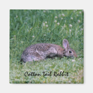 Cotton Tail Rabbit magnet
