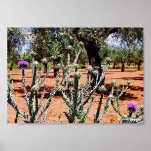 Cotton Thistle in Olive Grove Poster
