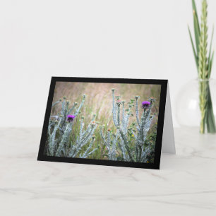 Cotton Thistle, Onopordum Plant Card