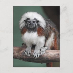 Cotton-top Tamarin Announcement Postcard