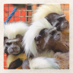 COTTON -TOP TAMARIN MONKEYS GLASS COASTER