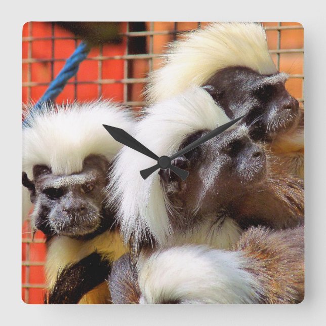 COTTON -TOP TAMARIN MONKEYS SQUARE WALL CLOCK (Front)