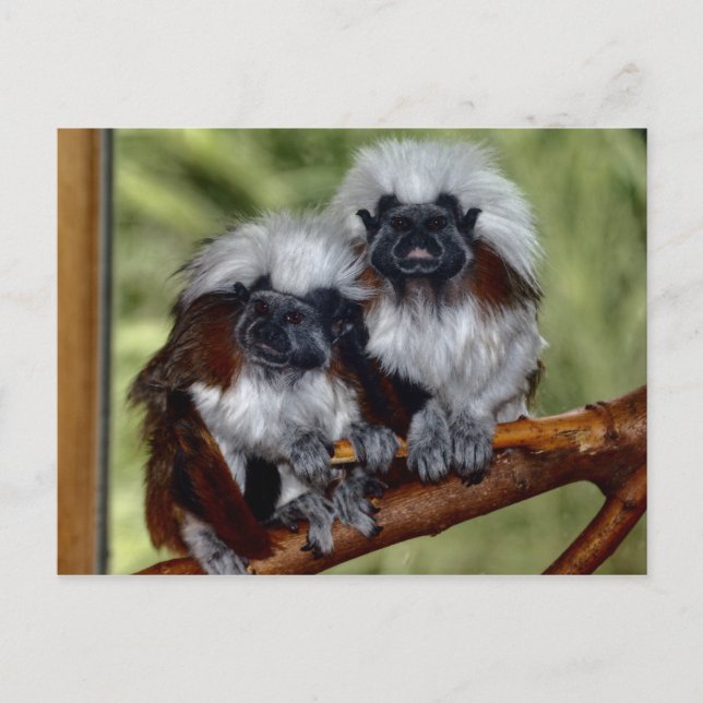 Cotton Top Tamarin Postcard (Front)