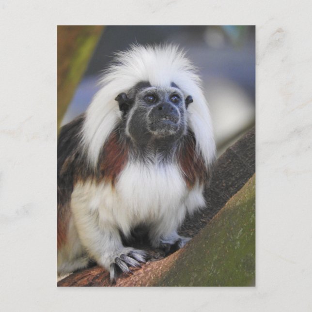 Cotton-top tamarin postcard (Front)