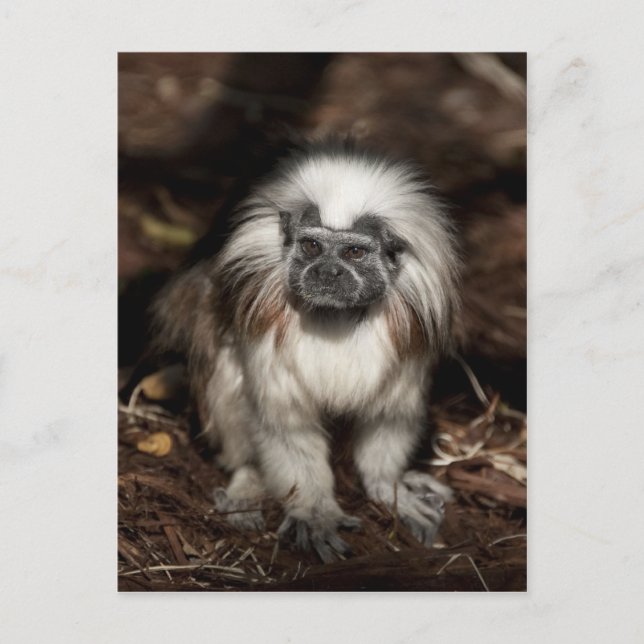 Cotton-top Tamarin Postcard (Front)