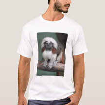 Cotton-top Tamarin