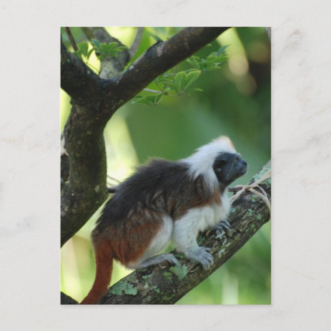 Cotton Topped Tamarin Postcard (Front)