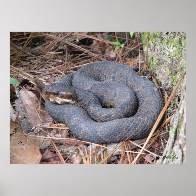 Cottonmouth Moccasin Poster (Front)