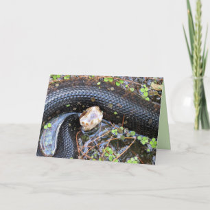 Cottonmouth / Water Moccassin Greeting Card