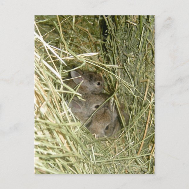 Cottontail Bunnies Postcard (Front)