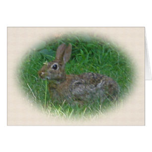 Cottontail Bunny Rabbit Cordinating Items