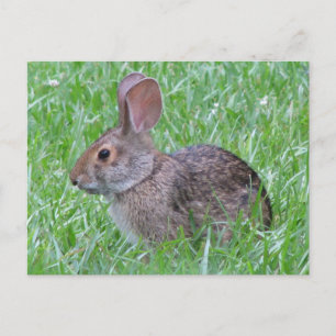 Cottontail en Grass carte postale