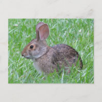 Cottontail in Grass Postcard