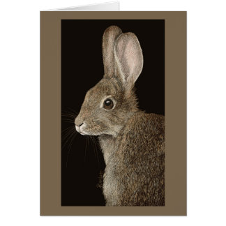 Cottontail Rabbit #2