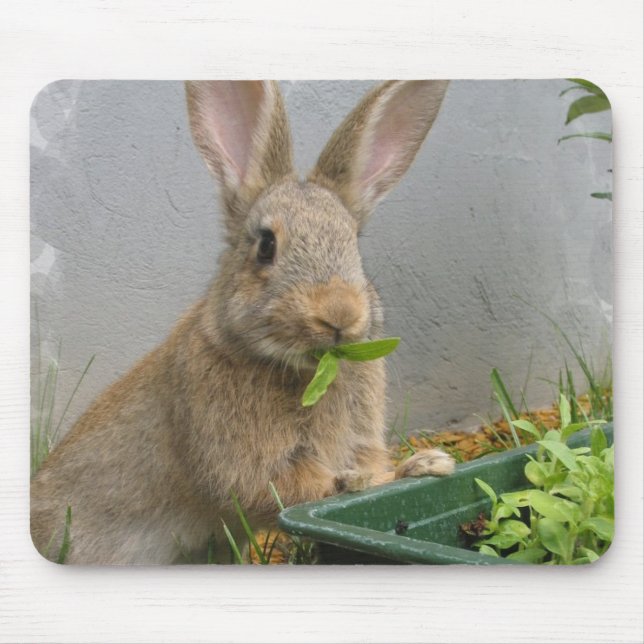 Cottontail Rabbit Mouse Pad (Front)