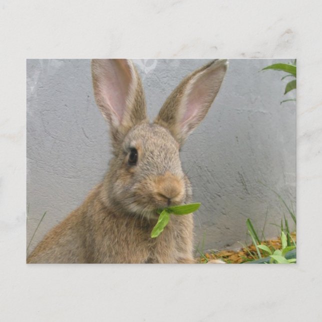 Cottontail Rabbit Postcard (Front)