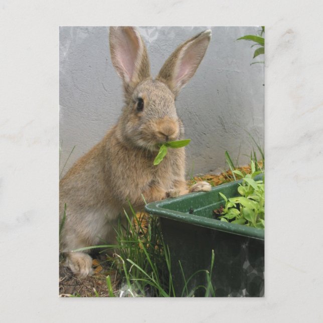 Cottontail Rabbit Postcard (Front)