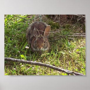 Cottontail Rabbit Print