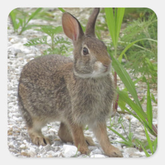 Cottontail Rabbit Square Sticker