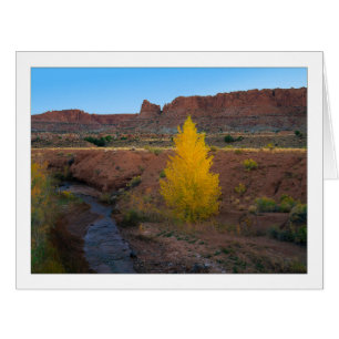 "Cottonwood solitaire"