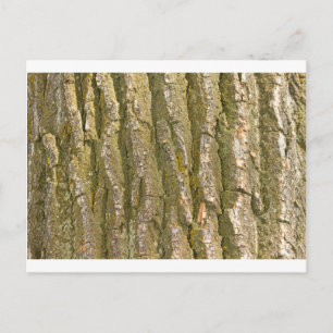 Cottonwood Tree Bark Texture Postcard