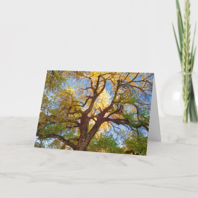 Cottonwood Tree | Capitol Reef National Park, Utah Card (Front)