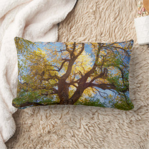 Cottonwood Tree   Capitol Reef National Park, Utah Lumbar Pillow