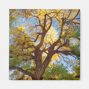 Cottonwood Tree   Capitol Reef National Park, Utah Magnet