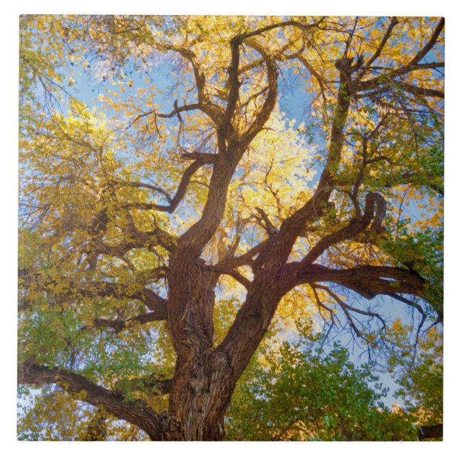 Cottonwood Tree | Capitol Reef National Park, Utah Tile (Front)