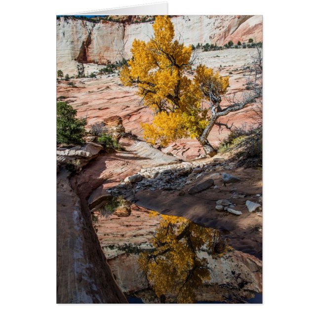 Cottonwood Tree In Fall Colours (Front)