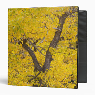 Cottonwood tree in peak fall colours in Glacier Binder