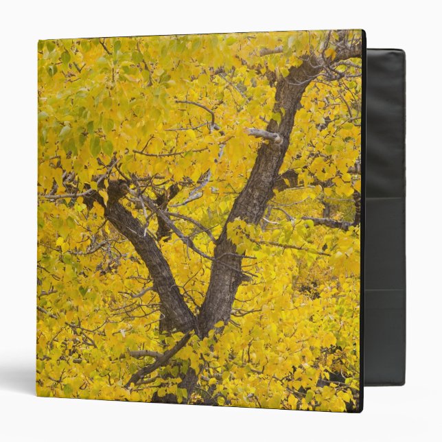 Cottonwood tree in peak fall colours in Glacier Binder (Front/Inside)